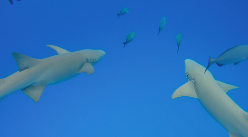 Amazing trip to Maldives