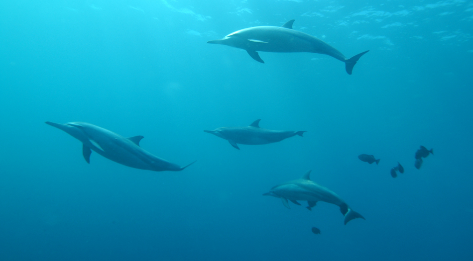 Amazing trip to Maldives